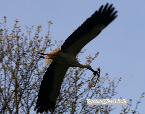 Flight of Cigognas